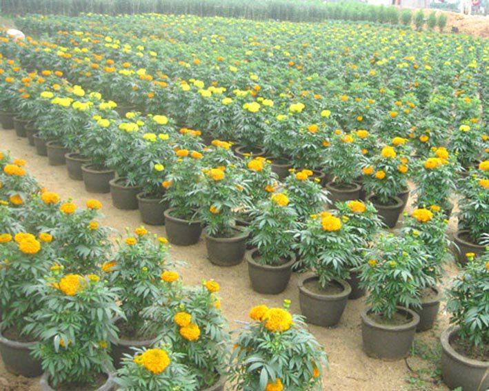 Lưới Chậu Lợi Dân