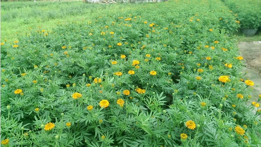 TỔNG HỢP CÁC LOẠI CHẬU TRỒNG HOA VẠN THỌ NGÀY TẾT 6 trồng van thọ trong chậu bê tông