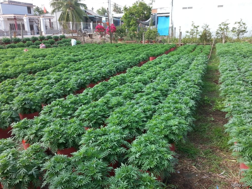 Vườn vạn thọ trồng trong chậu đỏ