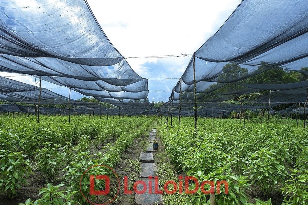 Lưới Chậu Lợi Dân