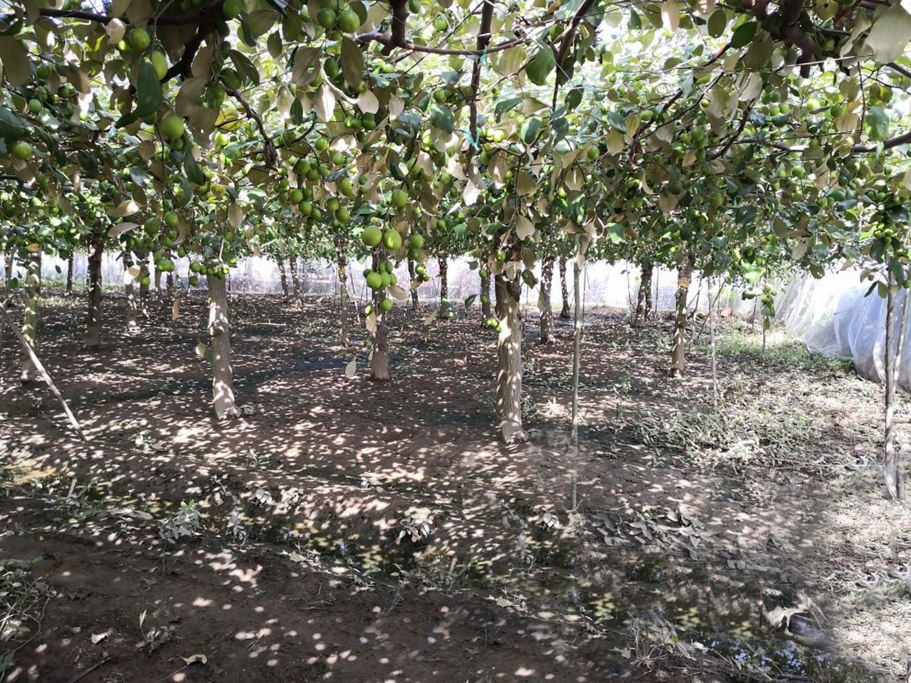 vườn táo phủ lưới ở Ninh Thuận