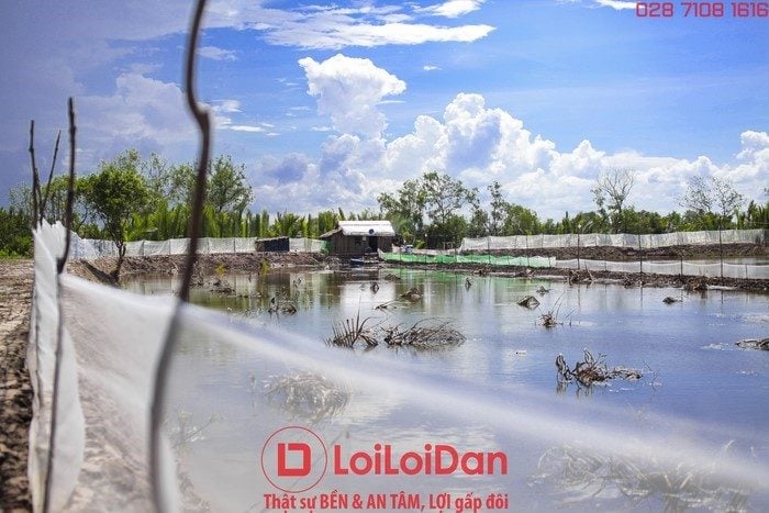 Lưới Chậu Lợi Dân