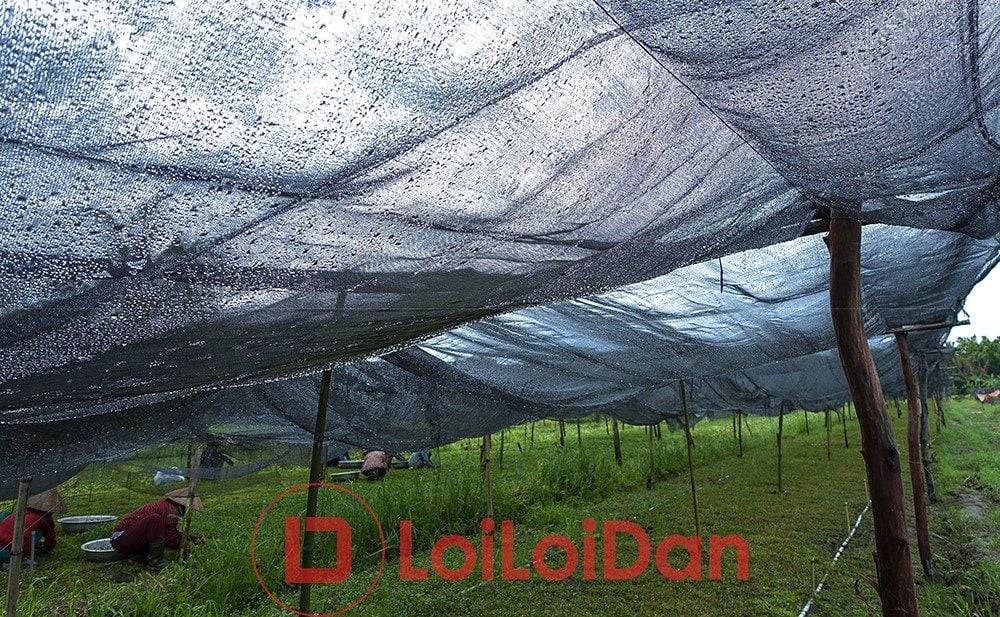 Lưới Chậu Lợi Dân