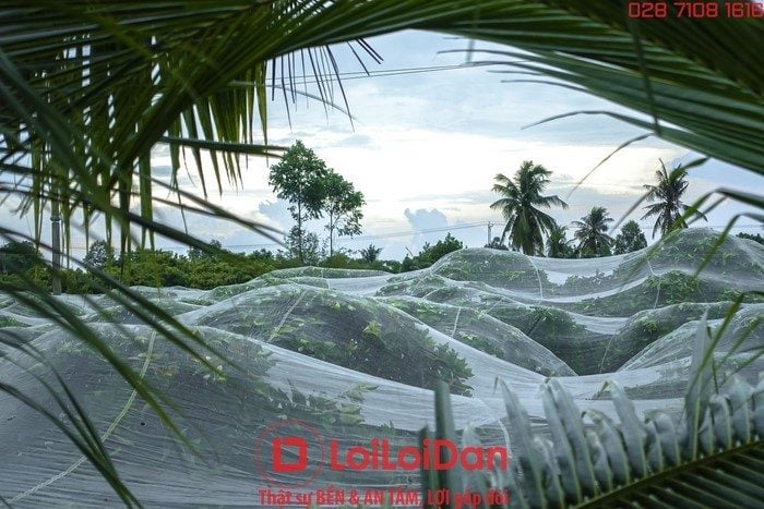 Lưới Chậu Lợi Dân