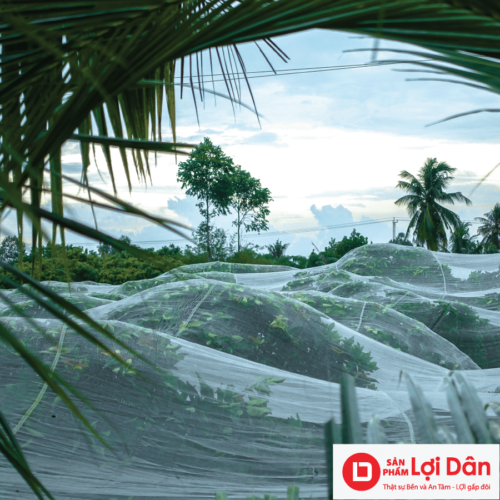 luoi trum man