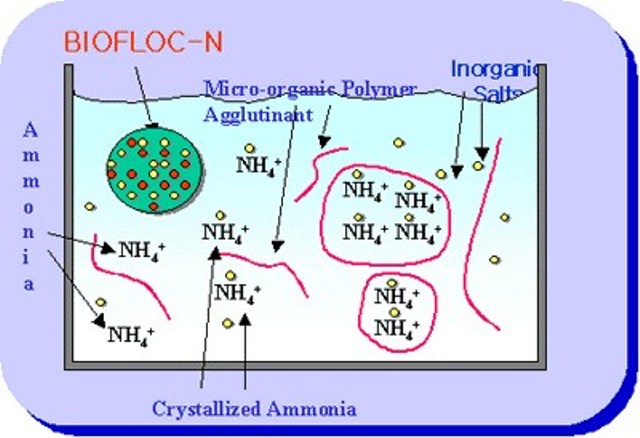 Nguyên lý hoạt động của mô hình nuôi tôm công nghệ cao BioFloc