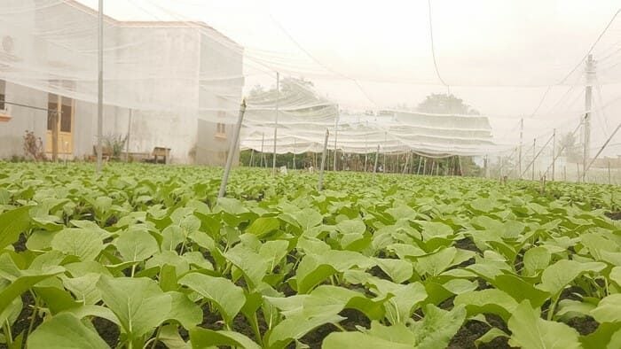 Lưới Chậu Lợi Dân