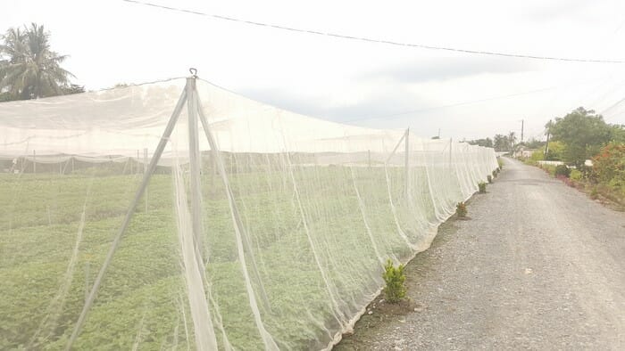 Giăng mùng bằng lưới trồng rau ngăn côn trùng phá hoại - Lợi Dân