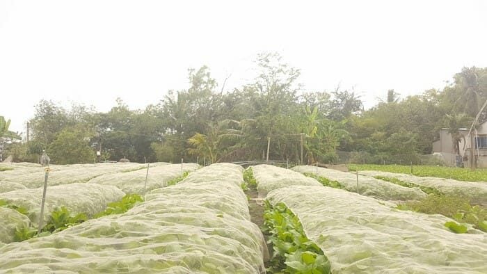 Lưới Chậu Lợi Dân