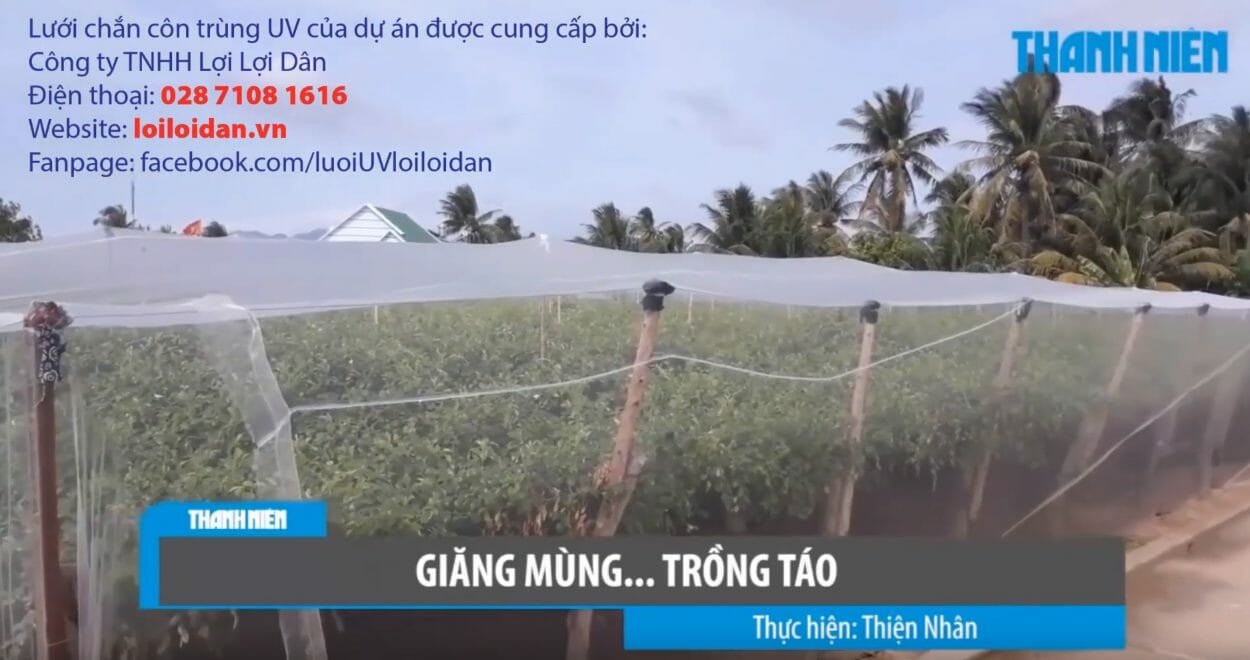 Lưới chắn côn trùng cho nhà vườn trồng táo