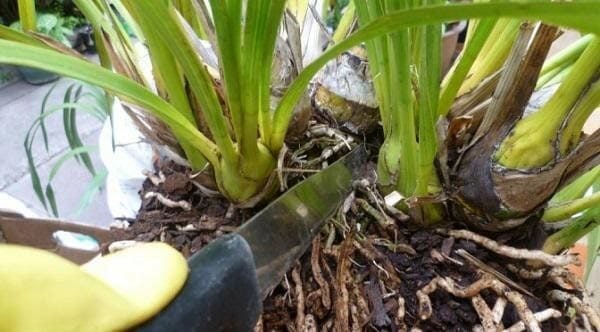 Lưới Chậu Lợi Dân