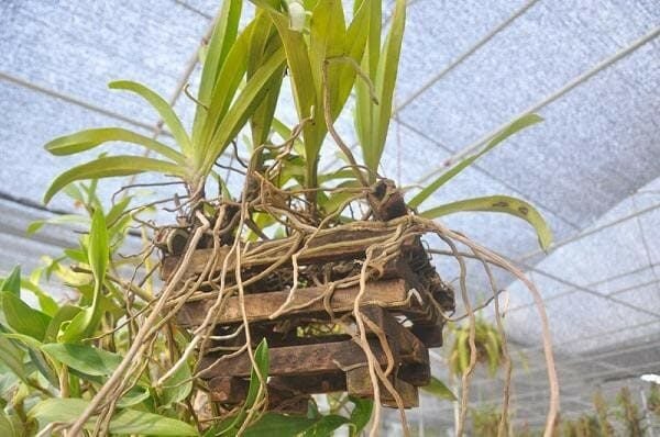 Lưới Chậu Lợi Dân