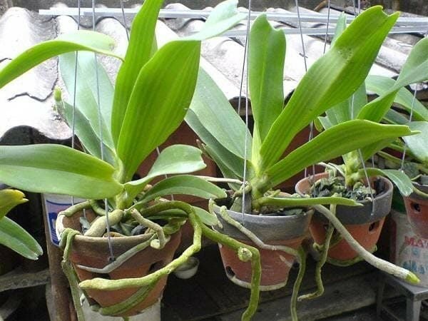 Lưới Chậu Lợi Dân