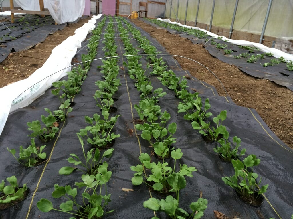 trồng rau trong nhà lưới dạng ống