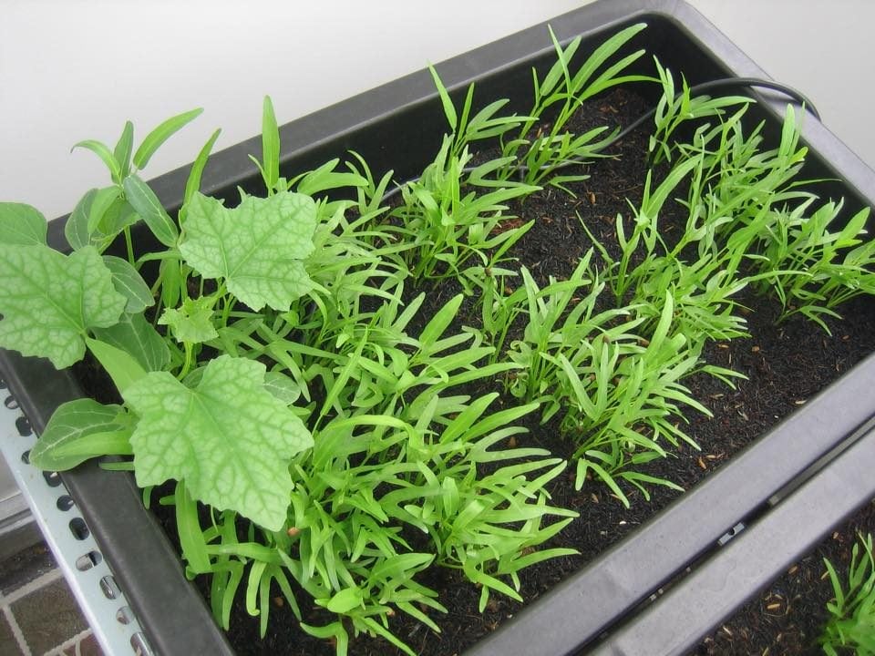 Lưới Chậu Lợi Dân