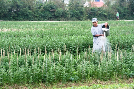 Lưới Chậu Lợi Dân