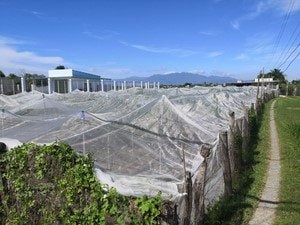 Lưới Chậu Lợi Dân