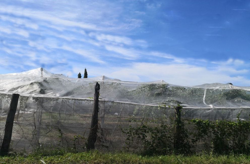 Lưới Chậu Lợi Dân