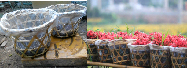 Lưới Chậu Lợi Dân