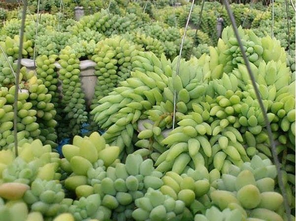 Lưới Chậu Lợi Dân