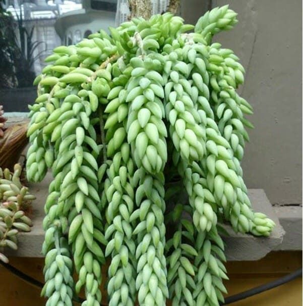 Lưới Chậu Lợi Dân