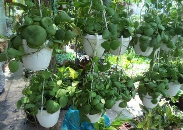 Lưới Chậu Lợi Dân