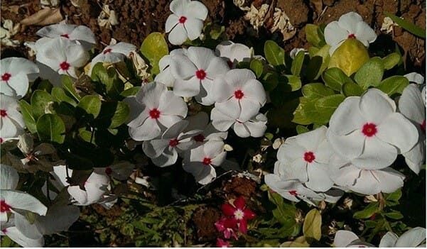 Lưới Chậu Lợi Dân