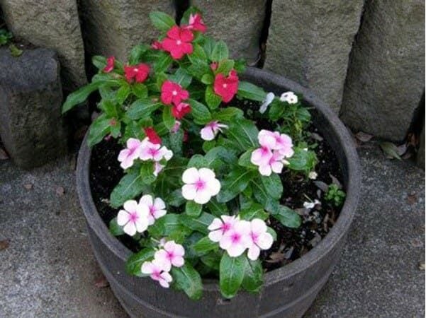 Lưới Chậu Lợi Dân