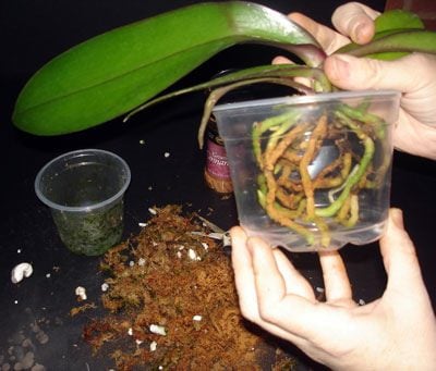 thay chau lan ho diep 2