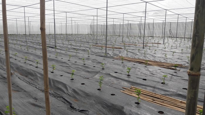 Ứng dụng sử dụng bạt trải trong trồng chanh dây ở Tây Nguyên - Lợi Dân