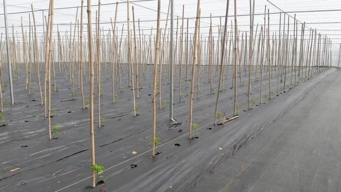 Sử dụng bạt trải diệt cỏ trồng chanh dây - Lợi dân Sử dụng bạt trải diệt cỏ trồng chanh dây - Lợi dân