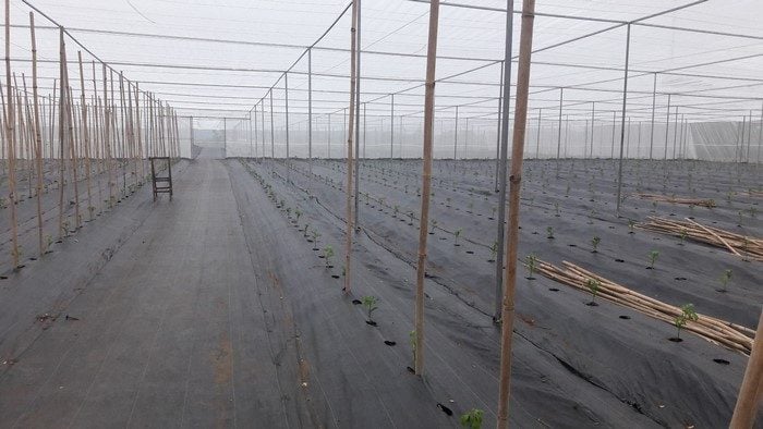 Lưới Chậu Lợi Dân