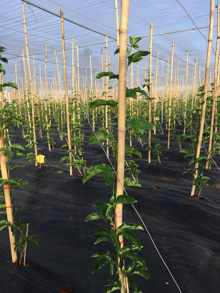 Lưới Chậu Lợi Dân