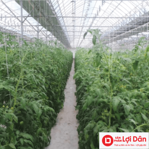 day treo ca chua duoc su dung trong vuon cong nghe cao