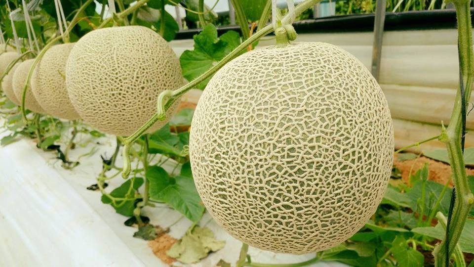 Lưới Chậu Lợi Dân