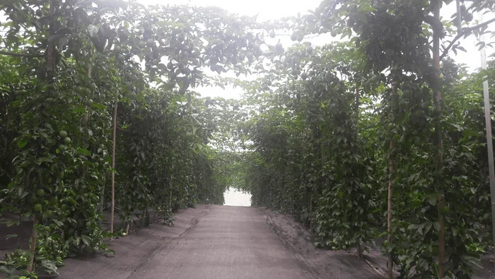 Sử dụng bạt trải diệt cỏ trồng chanh dây Sử dụng bạt trải diệt cỏ trồng chanh dây