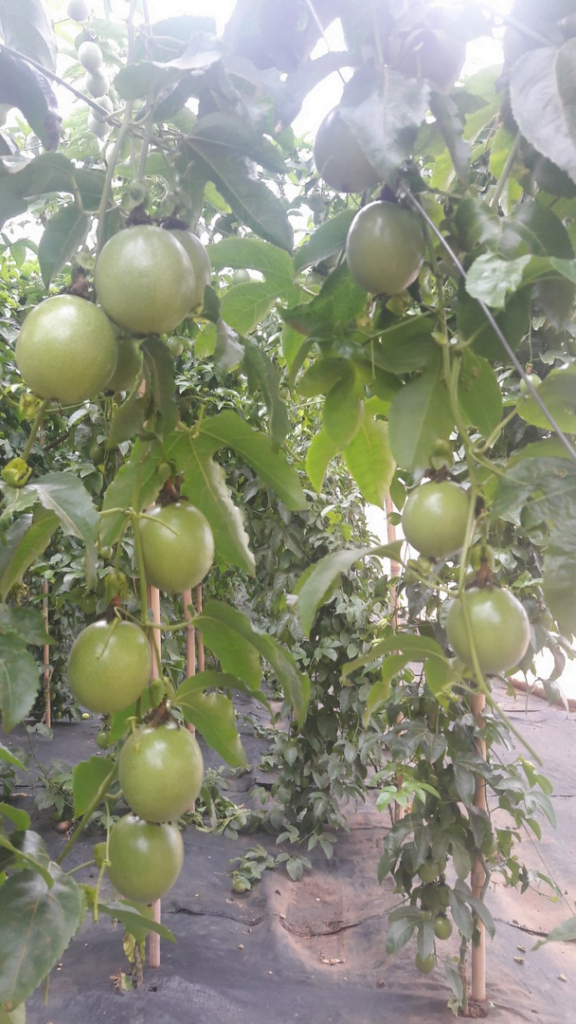 Lưới Chậu Lợi Dân