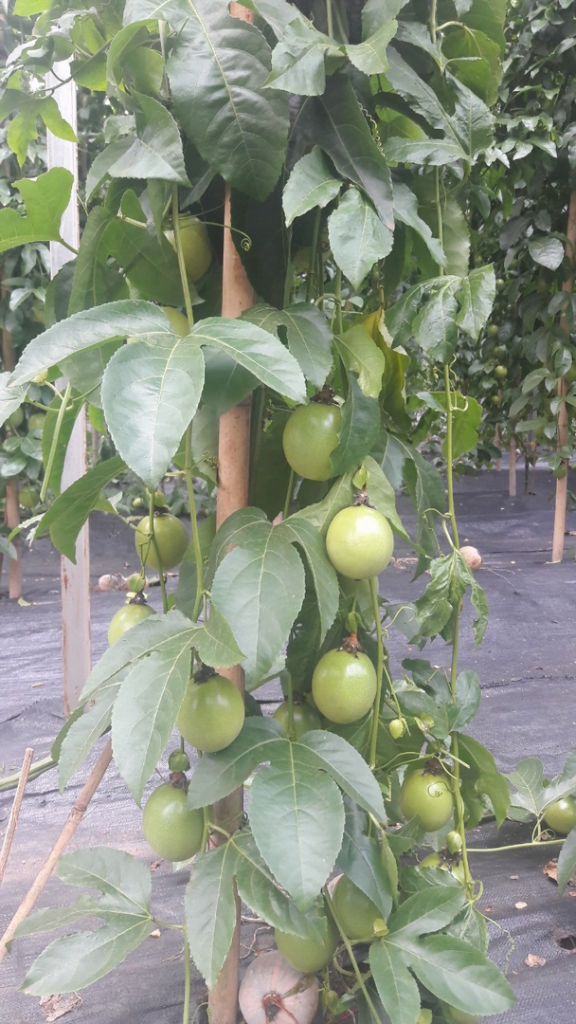 Lưới Chậu Lợi Dân