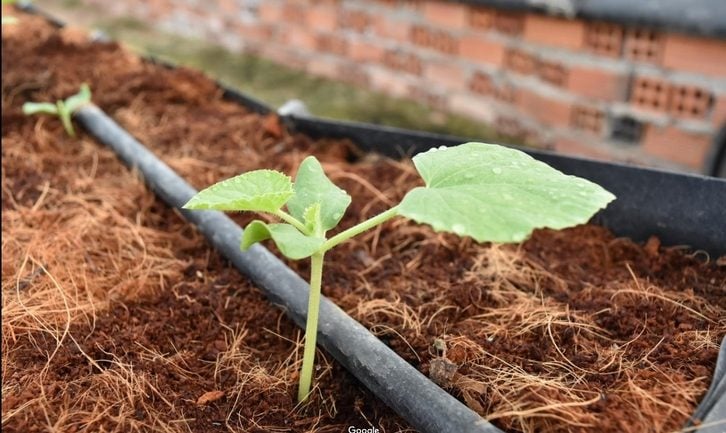 Lưới Chậu Lợi Dân