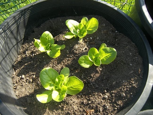 Lưới Chậu Lợi Dân