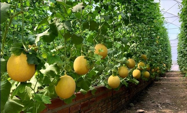 TRỒNG DƯA LƯỚI TRONG NHÀ LƯỚI - LIỆU CÓ DỄ? 15 vườn dưa lưới