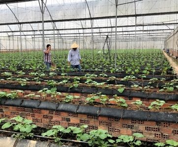 Lưới Chậu Lợi Dân