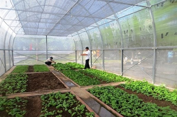 các loại nhà lưới công nghệ cao thường dùng lưới UV