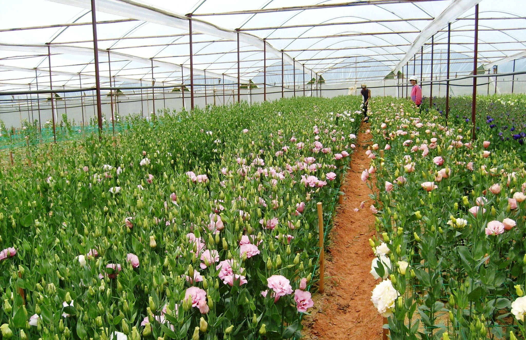 Mô hình trồng hoa trong nhà kính ở Đà Lạt có ý nghĩa như thế nào #41 Mô hình trồng hoa trong nhà kính ở Đà Lạt có ý nghĩa như thế nào