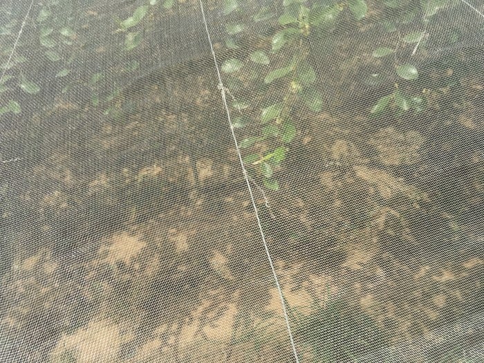 Mô hình trồng táo trong nhà lưới
