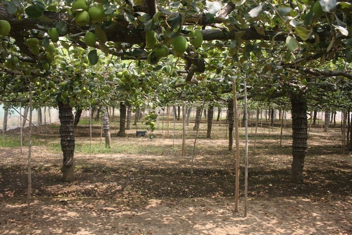 trồng táo trong nhà lưới cho chất lượng quả đồng đều hơn, ít bị sâu hại