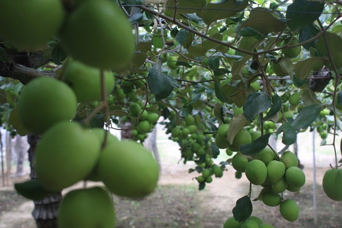 trồng táo trong nhà lưới giúp đạt năng suất cao hơn