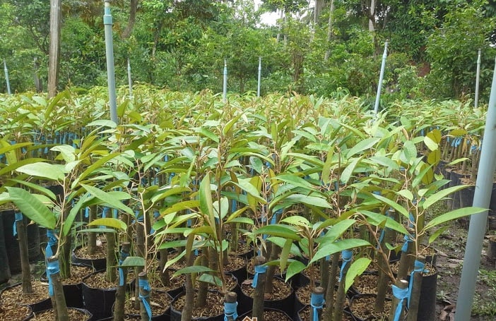 uom mam hat sau rieng