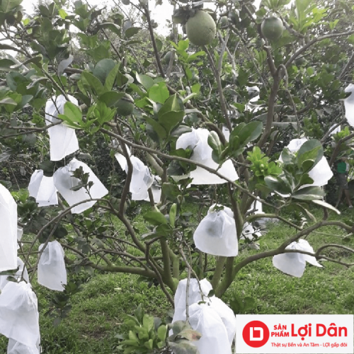 tui bao chong con trung cho buoi