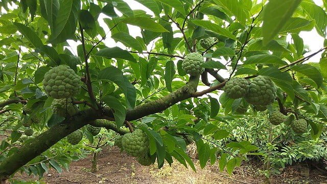 Cây na ra quả - Lợi Dân